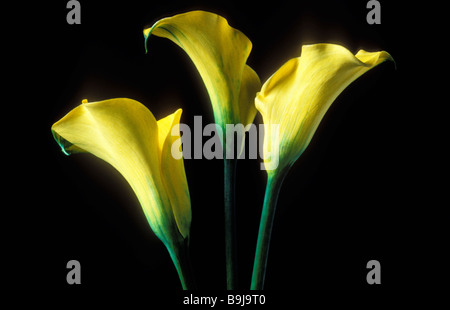 Drei gelbe Calla-Lilien Stockfoto