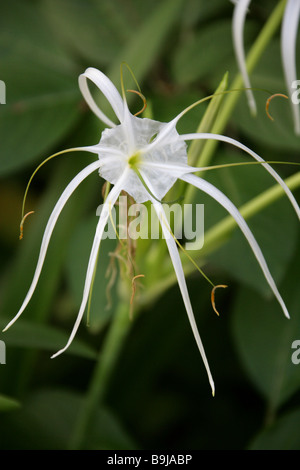 Strand Spider Lily, Hymenocallis Littoralis, Amaryllisgewächse, subtropischen Amerika Stockfoto