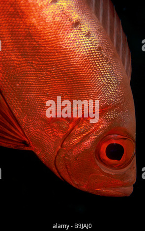 Sichelförmige Rute Bigeye (Priacanthus Hamrur), Rotes Meer, Ägypten, Afrika Stockfoto