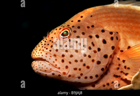 Blackside Hawkfish (Paracirrhites Forsteri), Malediven, Indischer Ozean Stockfoto