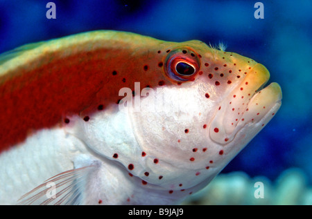 Blackside Hawkfish (Paracirrhites Forsteri), Malediven, Indischer Ozean Stockfoto