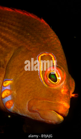Bogen-Auge Hawkfish (Paracirrhites Arcatus), Australien Stockfoto