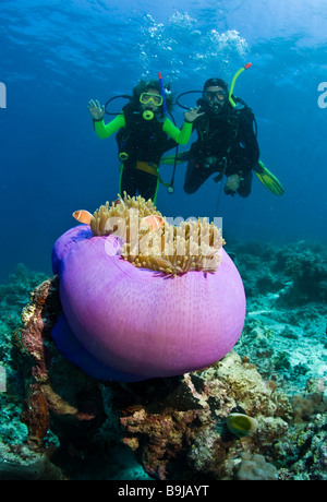 Tauchen Lehrer mit einem Kind tun Quaification der Taucher im Meer, eine große lila Anemone an Front, Indonesien Stockfoto