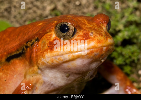 Tomaten Frosch Dyscophus Antongilii Madagaskar Stockfoto