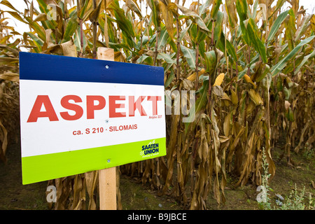 Bio-Mais wächst, BAUKOORDINATOR S210 Mais-Feld verwendet für Silage, Hessen, Deutschland, Europa Stockfoto