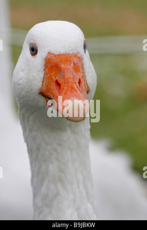 Die weißen Gänse in der Farm-Szene auf der Landseite niemand verschwimmerte den Hintergrund vertikal in Ohio, USA, niemand vertikal hochauflösend Stockfoto