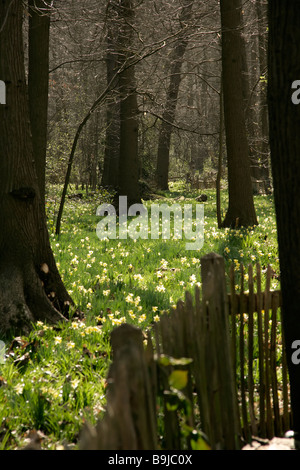 Wilde Narzissen in Lesnes Abbey Woods in Südost-London, UK Stockfoto
