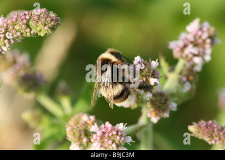 Die grauen Bergbau-Biene ist eine einsame Biene gesehen Fütterung hier auf die Blumen Mint Stockfoto