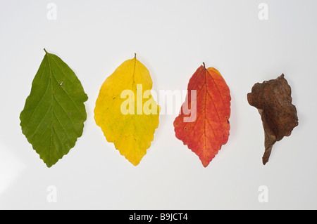 Vier Blätter der Buche (Fagus) in verschiedenen Färbungen Stockfoto
