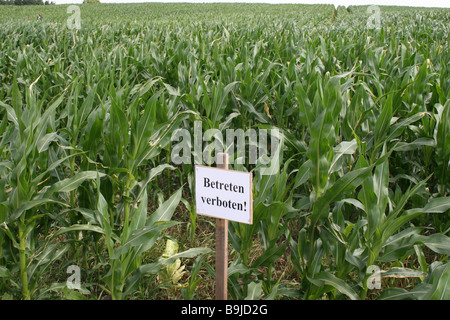 Verbot zu unterzeichnen, auf einem Maisfeld, Müritz, Mecklenburg Vorpommern, Deutschland, Europa Stockfoto