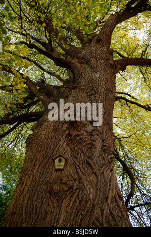 Alte große Leaved Kalk (Tilia Platyphylla), Naturdenkmal, Umsetzung, Mecklenburg Vorpommern, Deutschland, Europa Stockfoto