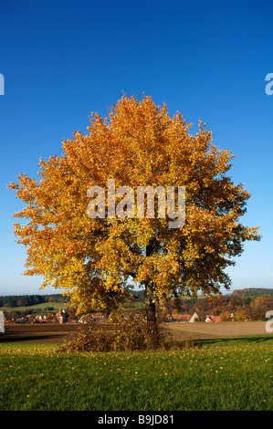 Herbstliche gemeinsame Aspen (Populus Tremula L.) vor einem blauen Himmel, fränkischen Dorf am Rücken, Neunhof/Lauf, Mittelfranken, Bava Stockfoto