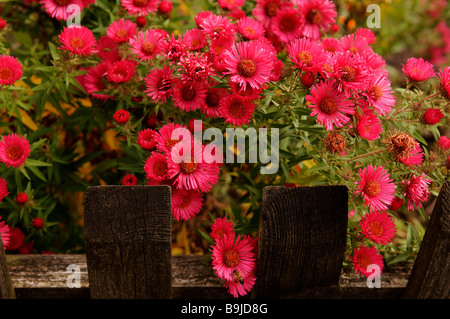 New York-Aster (Aster Novi-Belgii) auf einem Holzzaun Stockfoto