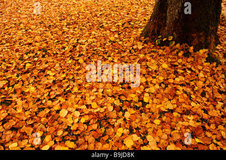 Gefallene Herbstlaub ein großer-blättrig Linden oder großer-blättrig Linde (Tilia Platyphyllo) Stockfoto