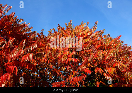Staghorn Sumach (Rhus Hirta), rote herbstliche Blätter, Uehleinshof, Upper Franconia, Bayern, Deutschland, Europa Stockfoto