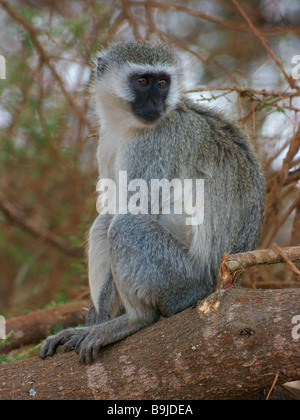 Einen wilden schwarzen konfrontiert Meerkatze in seinem natürlichen Lebensraum, Tarangire Nationalpark, Tansania Stockfoto