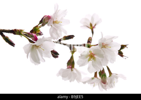 Zweig der orientalischen blühenden Kirschbäume mit Blüten isoliert auf weißem Hintergrund Stockfoto