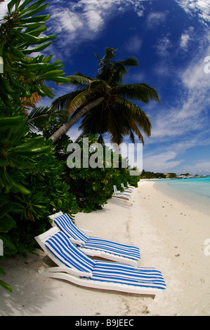 Strand Liegestühle, Palmen Bäume, Full Moon Resort, Malediven, Indischer Ozean Stockfoto