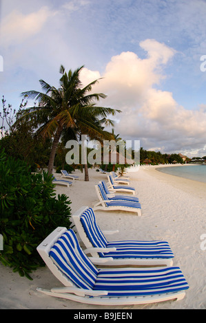 Strand Liegestühle, Palmen Bäume, Full Moon Resort, Malediven, Indischer Ozean Stockfoto