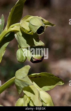 Helleborus Foetidus eine mehrjährige krautige Pflanze der Familie Butterblume genannt auch stinkende Nieswurz Stockfoto