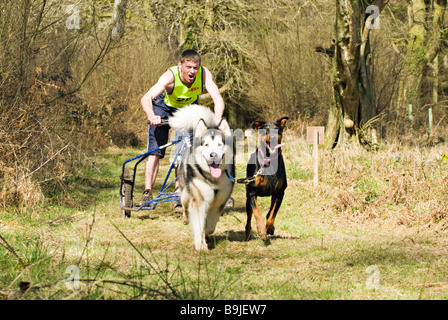 Schlittenhunde-Rennen durch den Wald Stockfoto