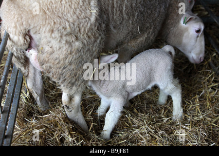 Berrichon du Cher Schafen Spanferkel ihr Lamm auf einem Bauernhof in England. Stockfoto