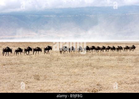 Eine Herde Gnus in Linie zu Fuß über den Ngorongoro Crater, Tansania Stockfoto