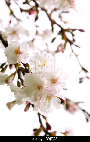 Zweige der orientalischen blühenden Kirschbäume mit Blüten isoliert auf weißem Hintergrund Stockfoto