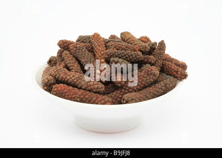 Gewürz Früchte von Longpepper Piper sehr Stockfoto