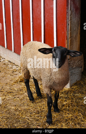 Das Suffolk-Schaf in der Scheune Landschaft Bilder Fotos Fotos Fotos Ohio in den USA vertikales Format Hi-res Stockfoto