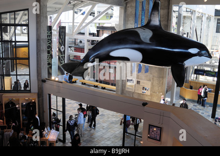 Innenbereich des Monterey Bay Aquariums, Kalifornien USA - ein lebensgroßes Modell eines Orca 'Killerwals'. Stockfoto