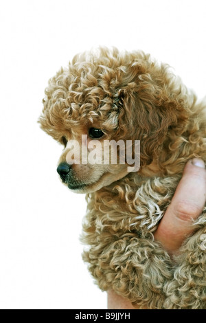 Ein Toypudel Welpen. Stockfoto