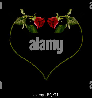 Eine rote rose in der Form eines Herzens Liebe geschwungene Stockfoto