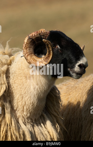 Hexham Typ Blackface Jährling Tups Clennel Northumberland Stockfoto