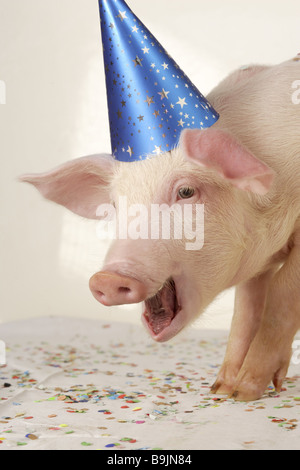 Ferkel-Kleider, die oben feiert party "die Sau out-Blätter" Porträt Fasching Silvester Feier Silvester Geburtstag Stockfoto