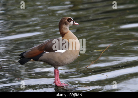 Ägyptische Gans Alopochen Aegyptiacus stehend auf einem Felsen Stockfoto