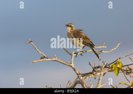 Chatham Insel Mockingbird zählt Melanotis Galapagos-Inseln Stockfoto