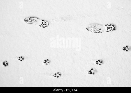 Hund und menschliche Fußabdrücke auf einer Straße im Schnee. Stockfoto