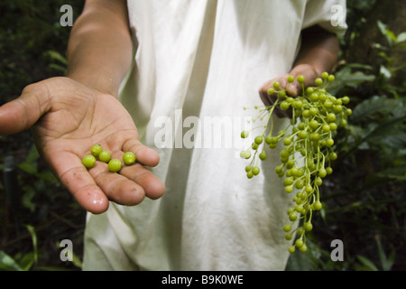 Ein junger Lakandonischen Urwald Führer zeigt seinen Kunden essbare Beeren außerhalb der Lacandon-Gemeinschaft von Naha, Chiapas, Mexiko. Stockfoto