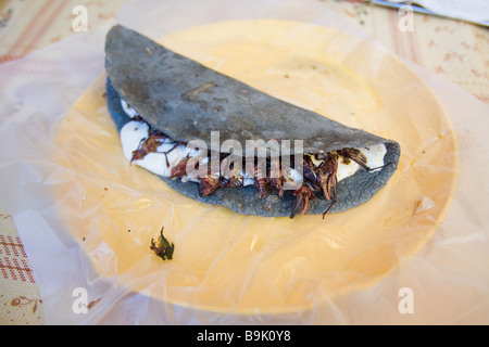 Ein blauer Mais Empanada, gefüllt mit gebratenen Heuschrecken serviert auf einem Teller an einem Marktstand Lebensmittel in Tepoztlan, Morelos, Mexiko. Stockfoto