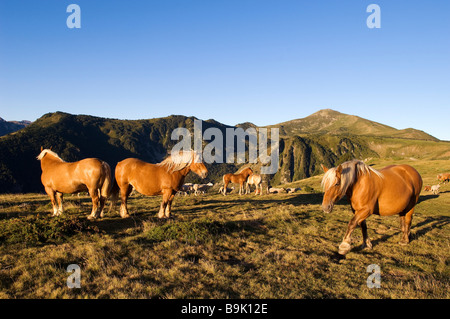 Frankreich, Ariege, Pferde, Col de Pailheres, die höchste Passstraße der Region (2001m) Stockfoto