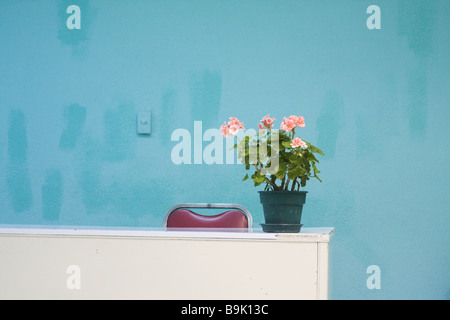 Topfblumen auf einem Schreibtisch in ein leeres Büro in Mexiko City, Mexiko. Stockfoto