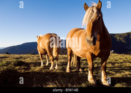 Frankreich, Ariege, Pferde, Col de Pailheres, die höchste Passstraße der Region (2001m) Stockfoto