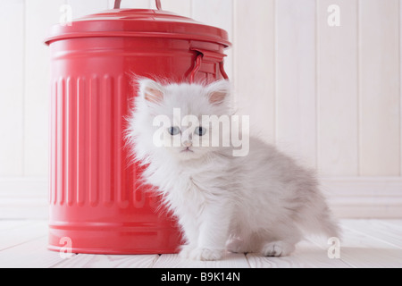Persische sitzt vor einem Eimer Stockfoto