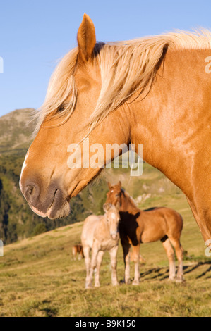 Frankreich, Ariege, Pferde, Col de Pailheres, die höchste Passstraße der Region (2001m) Stockfoto