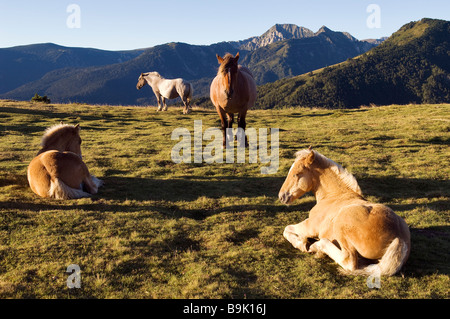 Frankreich, Ariege, Pferde, Col de Pailheres, die höchste Passstraße der Region (2001m) Stockfoto