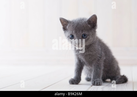 Russisch Blau sitzen Stockfoto