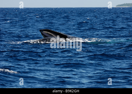 Impressionen-Novaeangliae Buckelwal mit Mund öffnen auf Oberfläche Ha Apai Gruppe Tonga Süd-Pazifik Stockfoto