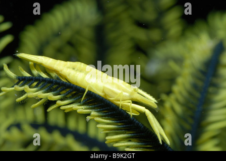 Crinoid Garnelen periclimenes amboinensis Lembeh Strait celebes Meer Nord Sulawesi Indonesien Stockfoto