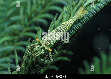 Crinoid Garnelen periclimenes amboinensis Lembeh Strait celebes Meer Nord Sulawesi Indonesien Stockfoto